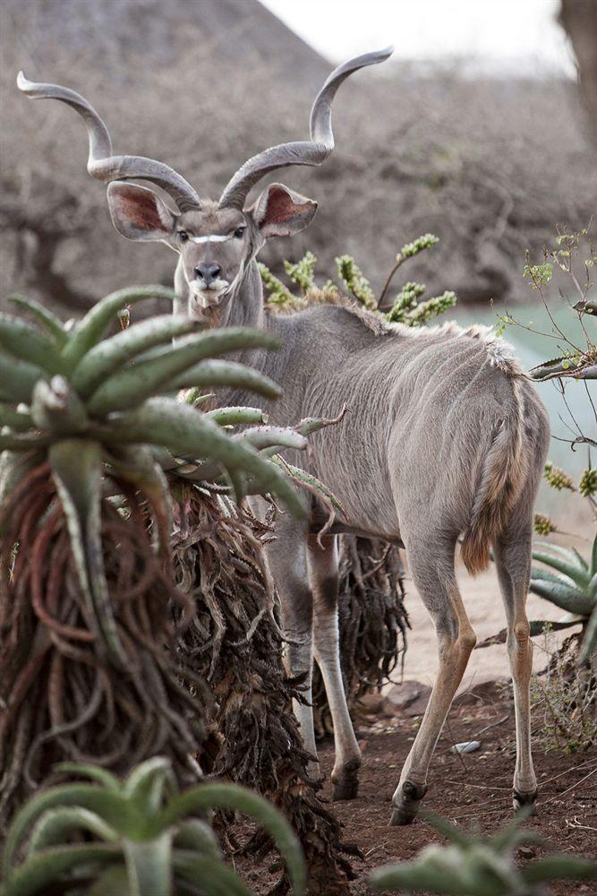 Zululand Safari Lodge Хлухлуве Экстерьер фото