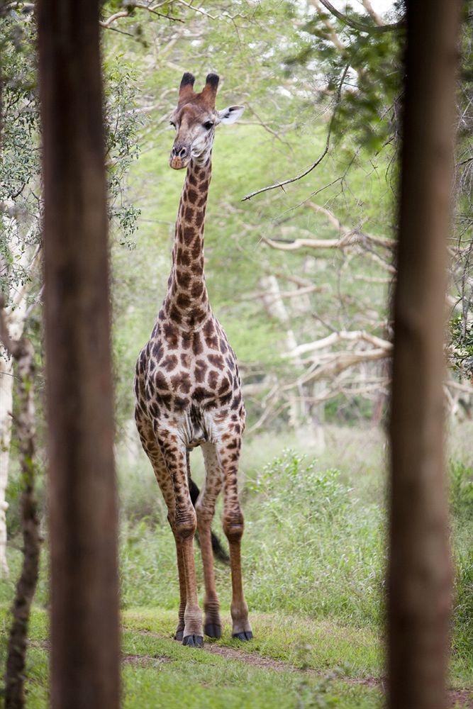 Zululand Safari Lodge Хлухлуве Экстерьер фото